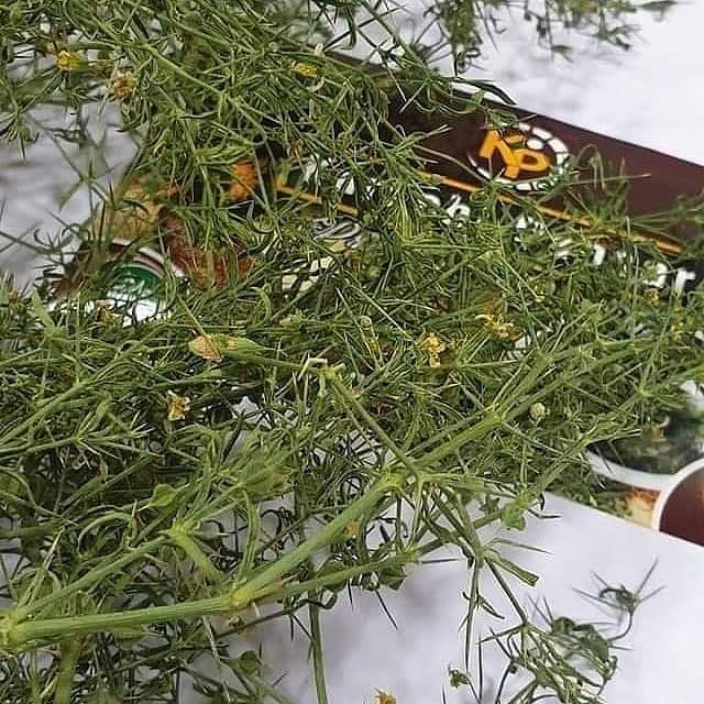 Fagonia (Dhamasa Booti)