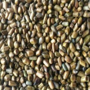 119037513_122315516258276_4908897794956509218_n Cassia Seeds (Tukhm-e-Panwar)