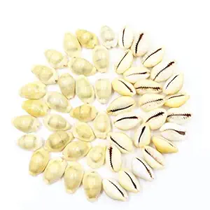 41gKJca723L._SX300_SY300_QL70_FMwebp_ Arkam White KauriSafed KodiWhite KaudiSafed Kauri