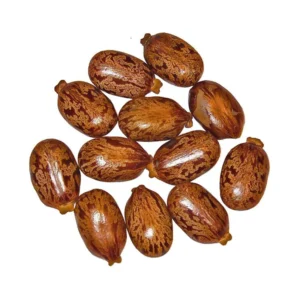 CastorBean_Tukhm-e-Arandi Castor Bean (Tukhm-e-Arandi)