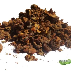 aalam-vithai Dried Banyan Tree Seed Aalam Vithai Ficus Benghalensis