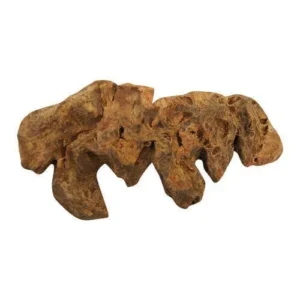 China Root (Chob Cheeni)