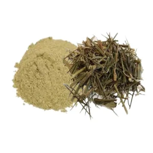 Chiretta nepali Bitter Stick