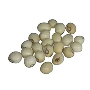 abrus precatorius white seeds rati safad